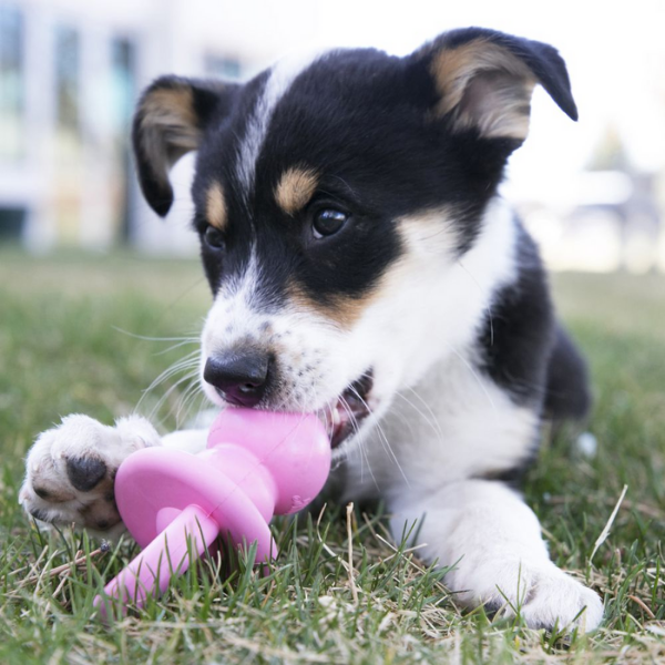 Kong Puppy Binkie per dentizione dei cuccioli