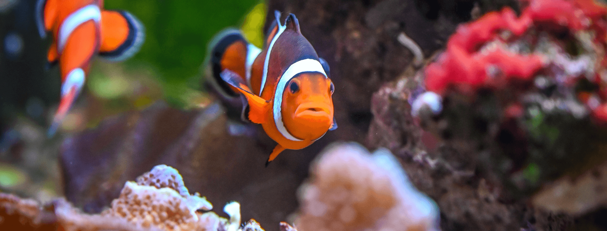 Acquario in casa: cosa sapere?