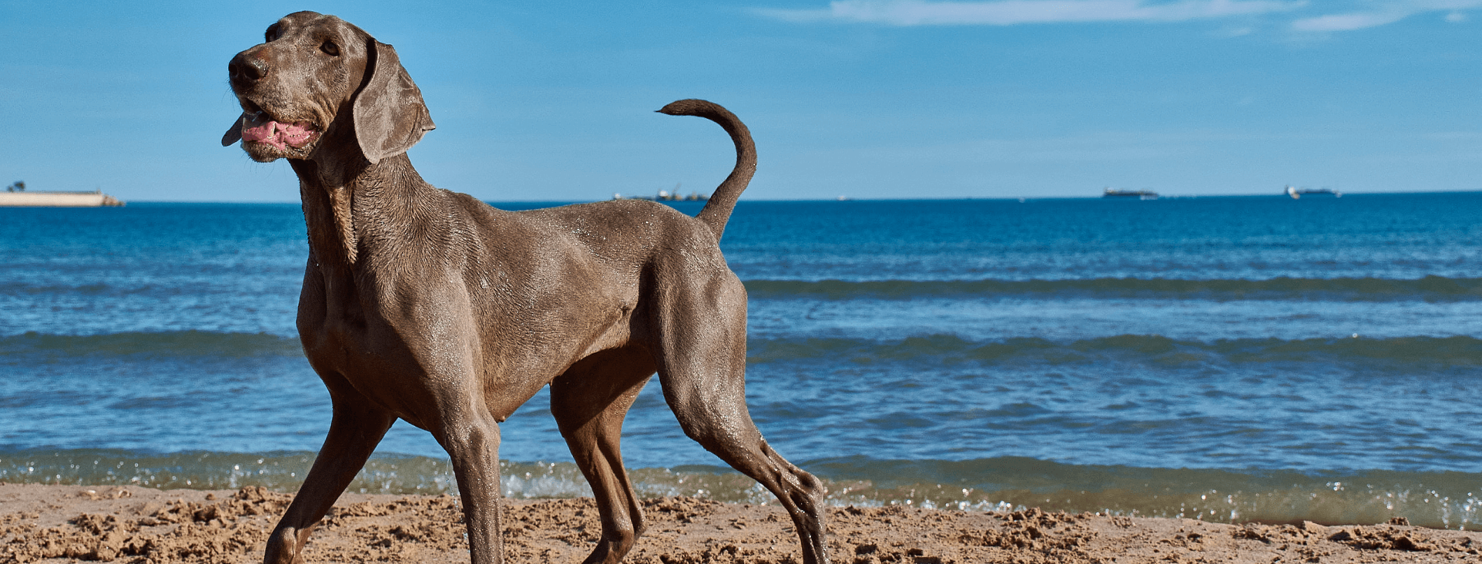 Al mare con i nostri amici a quattro zampe