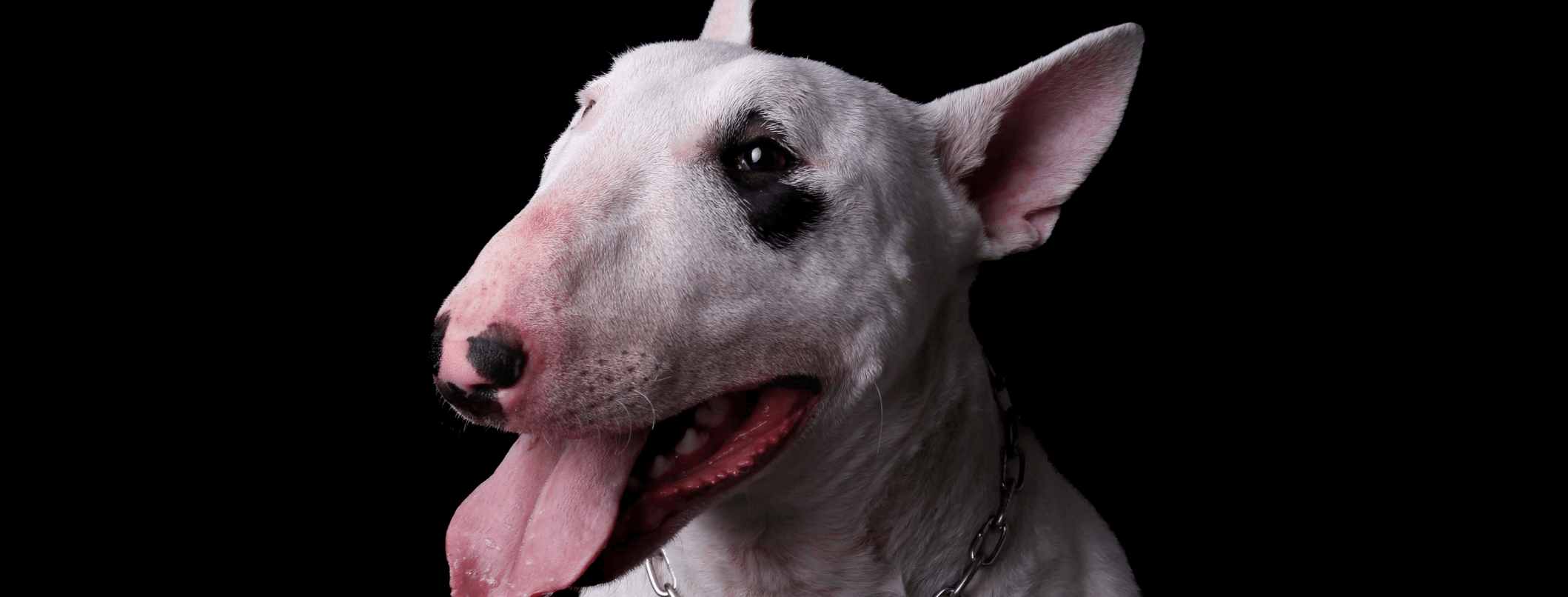 Bull Terrier: caratteristiche e comportamento