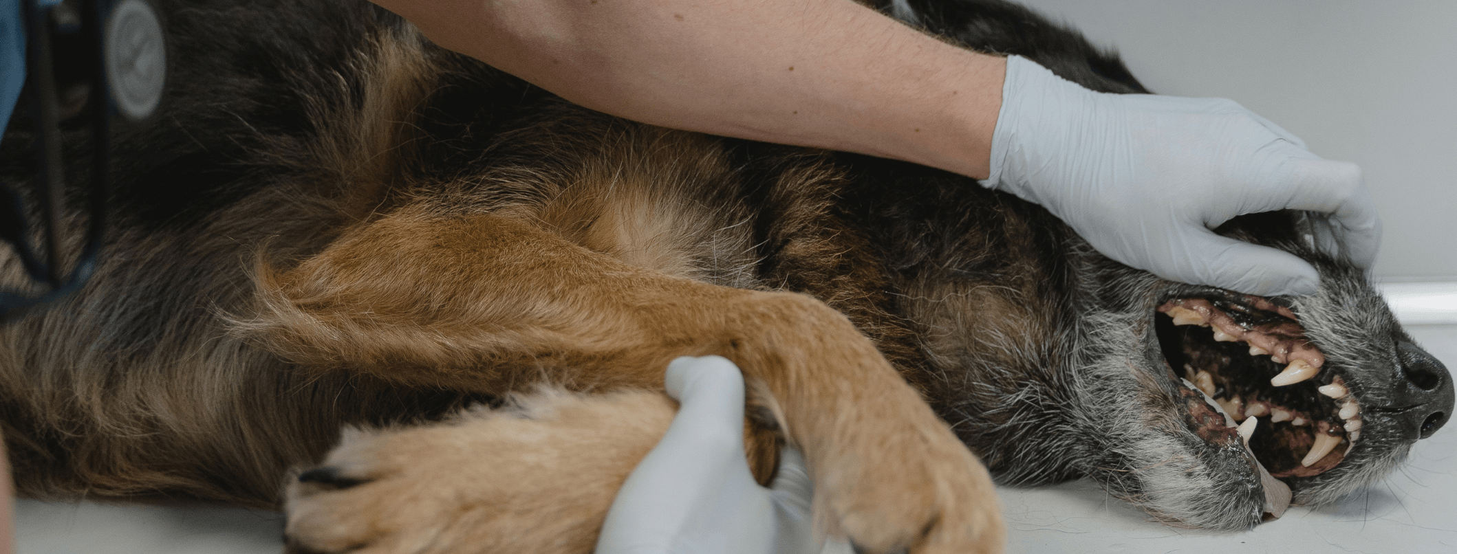 cane e gatto prevenzione dentale 