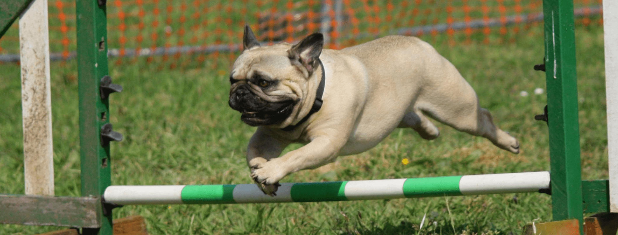 Il cane e lo sport