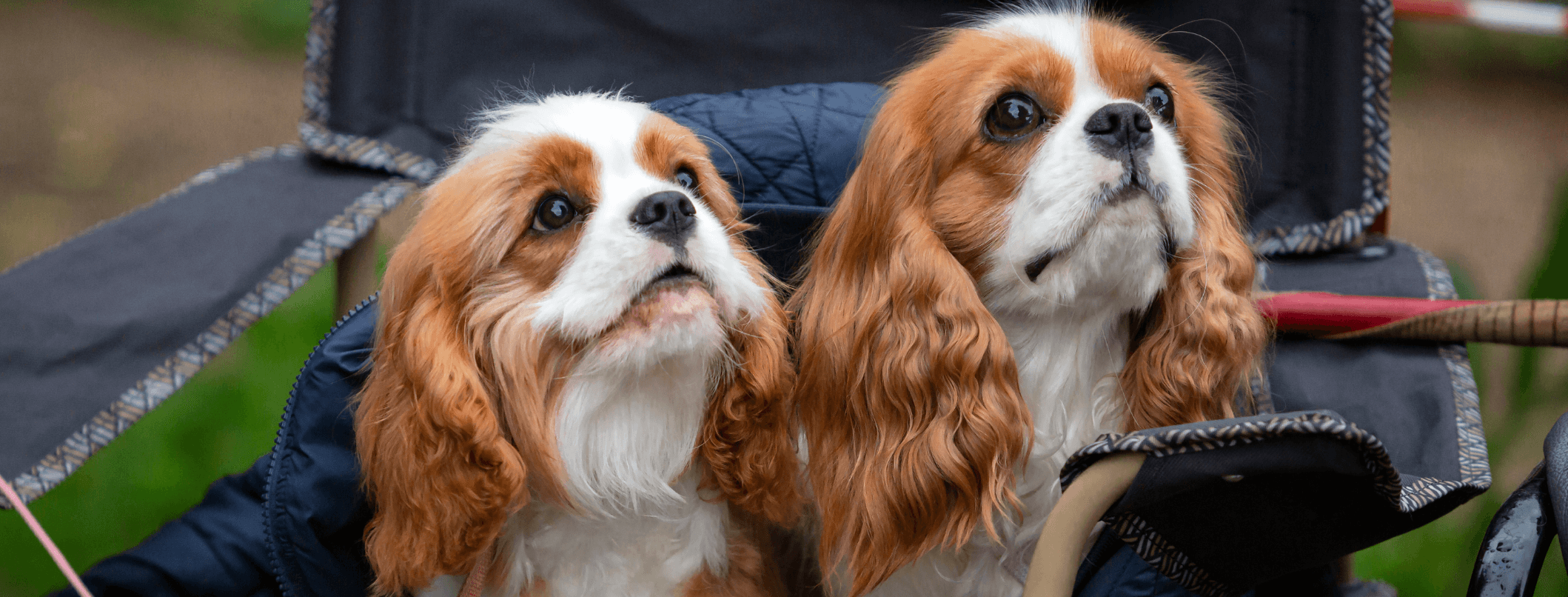 Cavalier King Charles Spaniel: temperamento, carattere, alimentazione e cuccioli