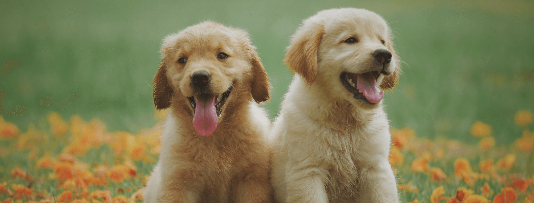 Golden Retriever: com'è fatto, come si comporta e cosa mangia. Tutto sulla razza canina