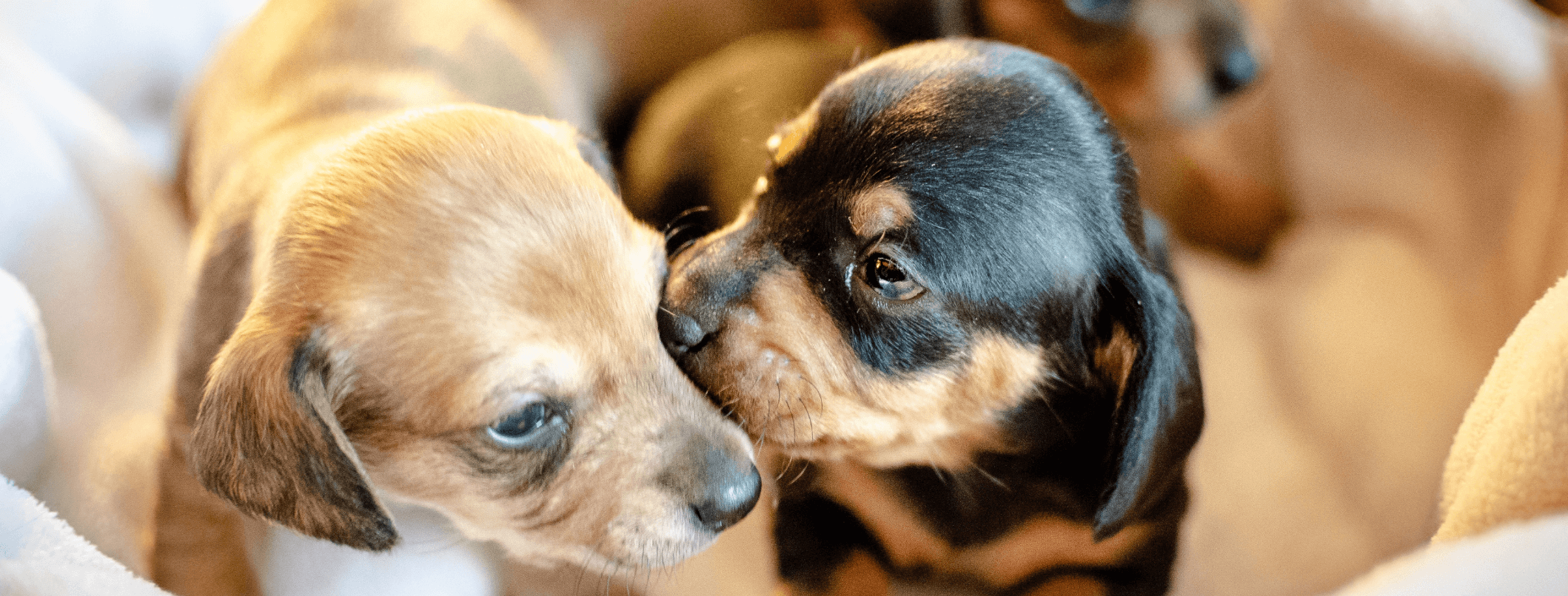 Il cucciolo in casa