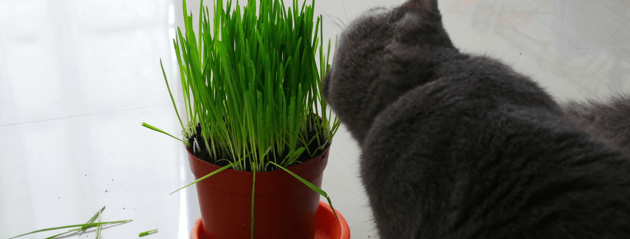 I gatti mangiano l'erba per espellere boli di pelo 