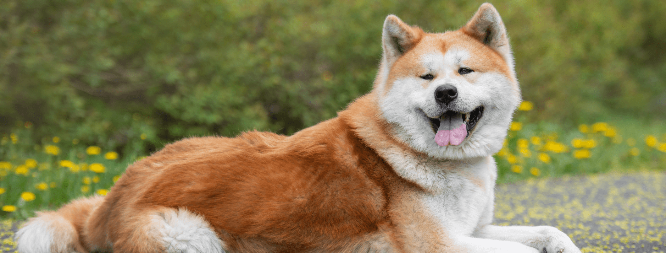 Akita inu: caratteristiche e comportamento