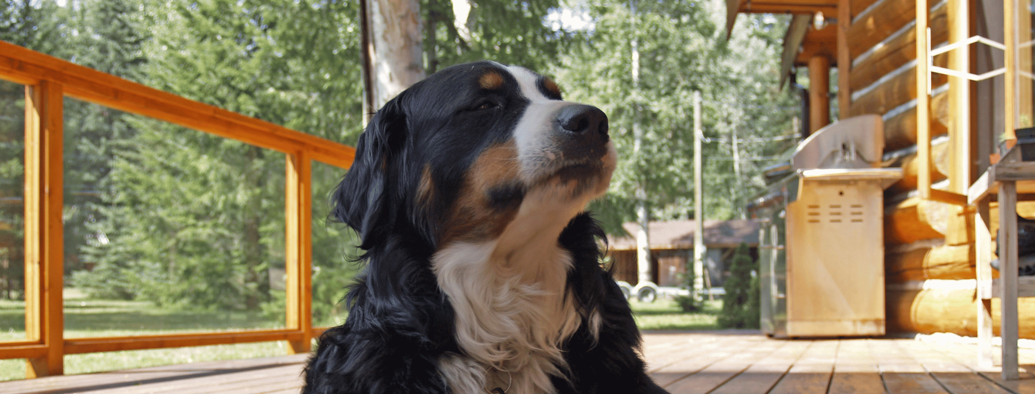 Cibo tossico per cani