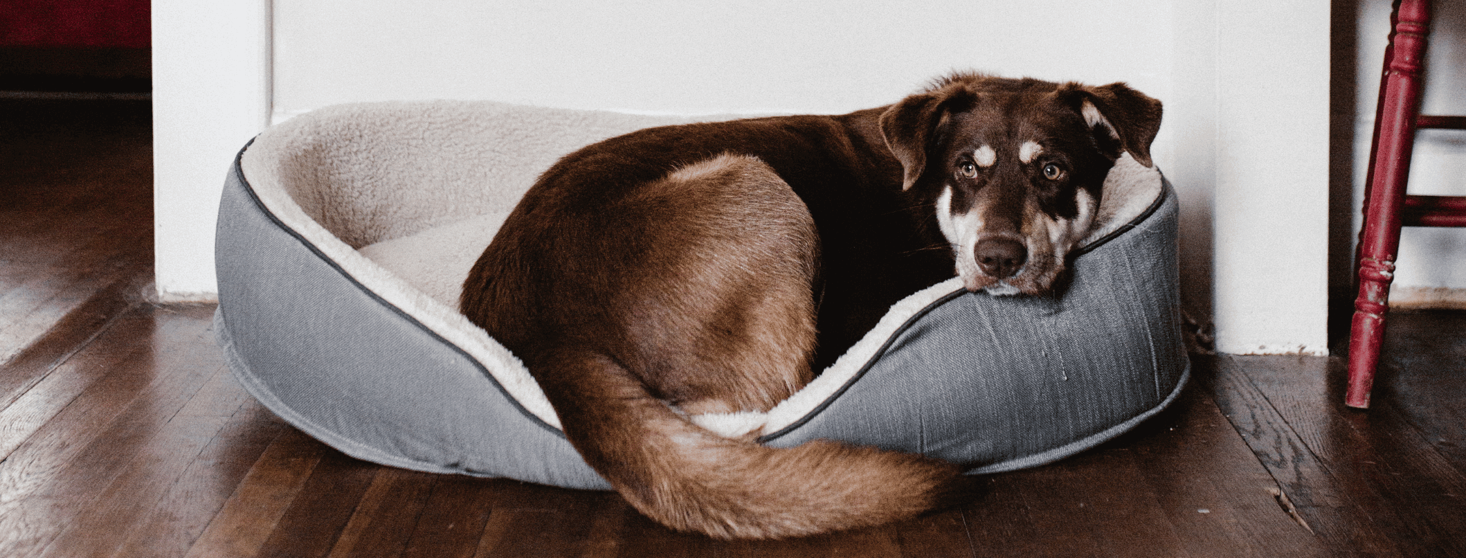 Il cane e la cuccia