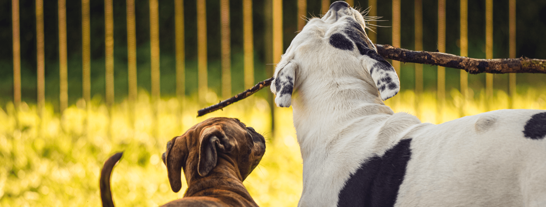 Il cane dominante