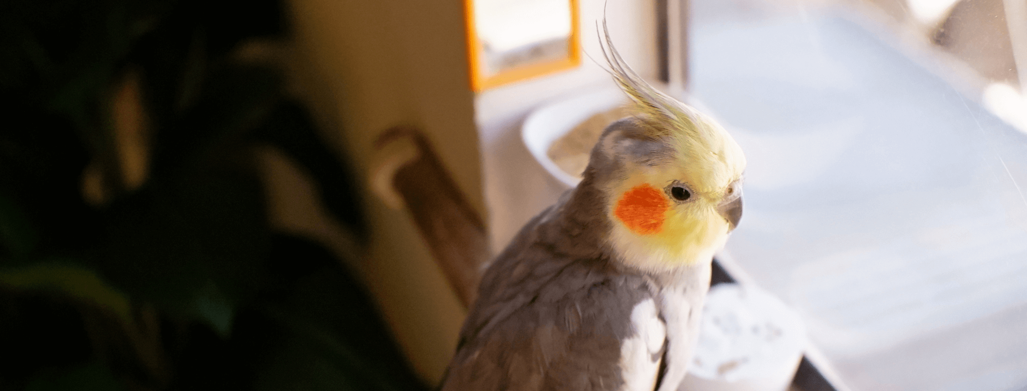 Pappagalli Cacatua