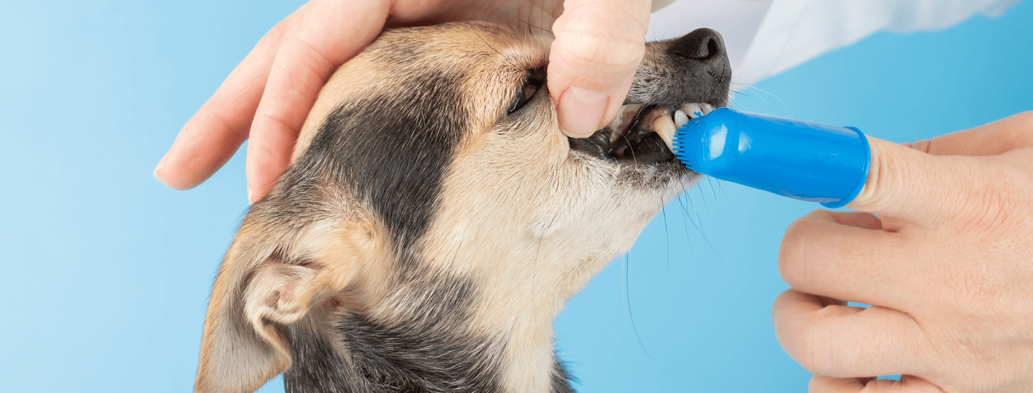 Principali problemi e i sintomi di infezione dentale dei cani