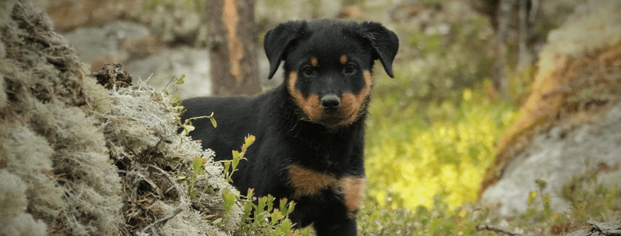 rottweiler comportamento e caratteristiche della razza canina