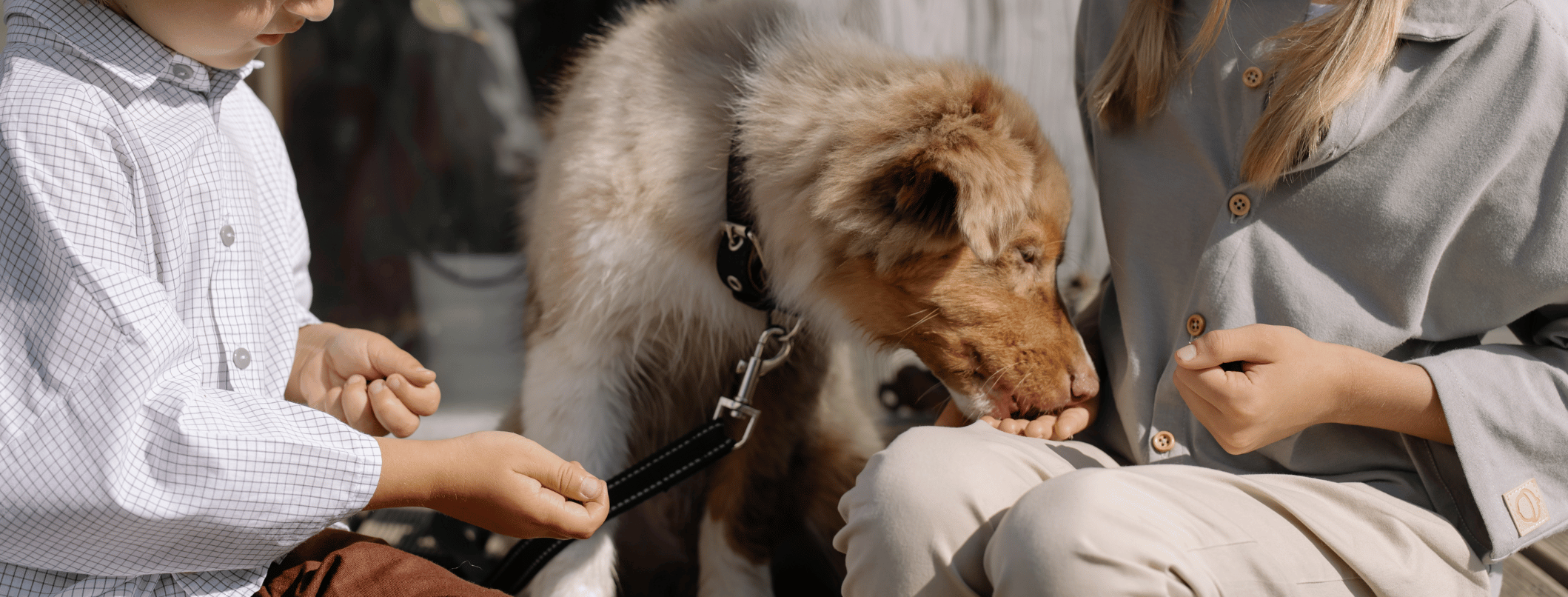 Addestramento per cani: quali sono gli snack o premietti ideali?