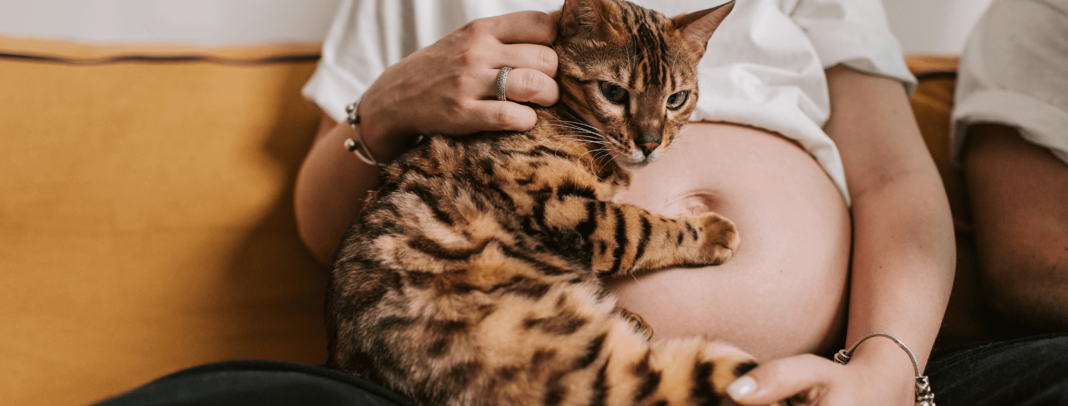 Il gatto e la toxoplasmosi